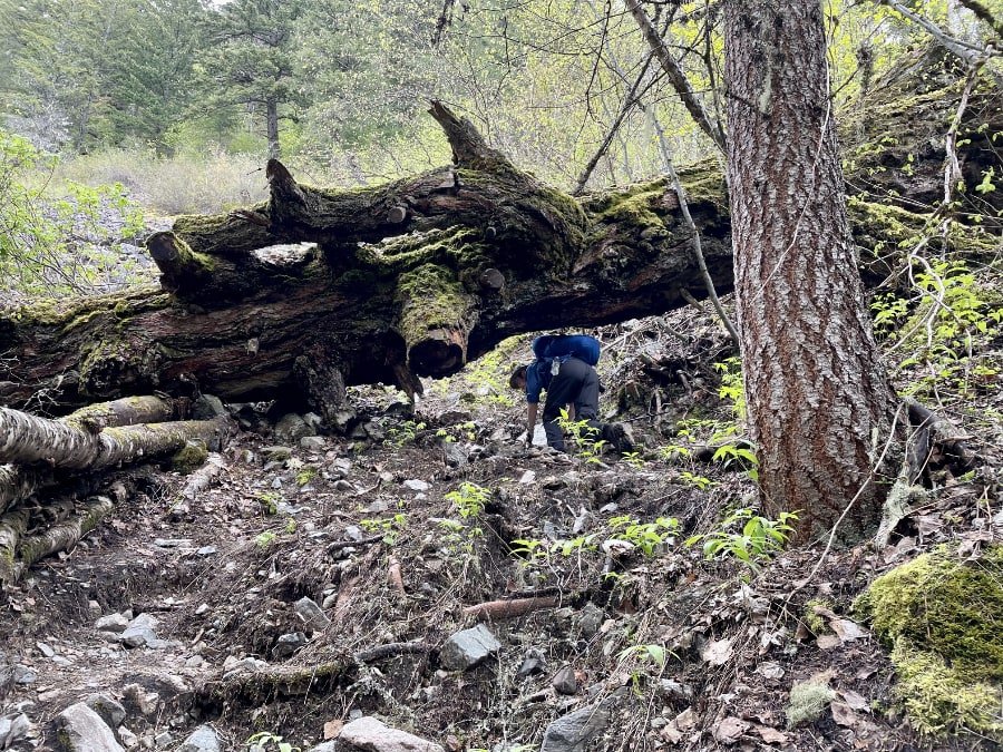 Tikwalus Heritage Trail fallen tree