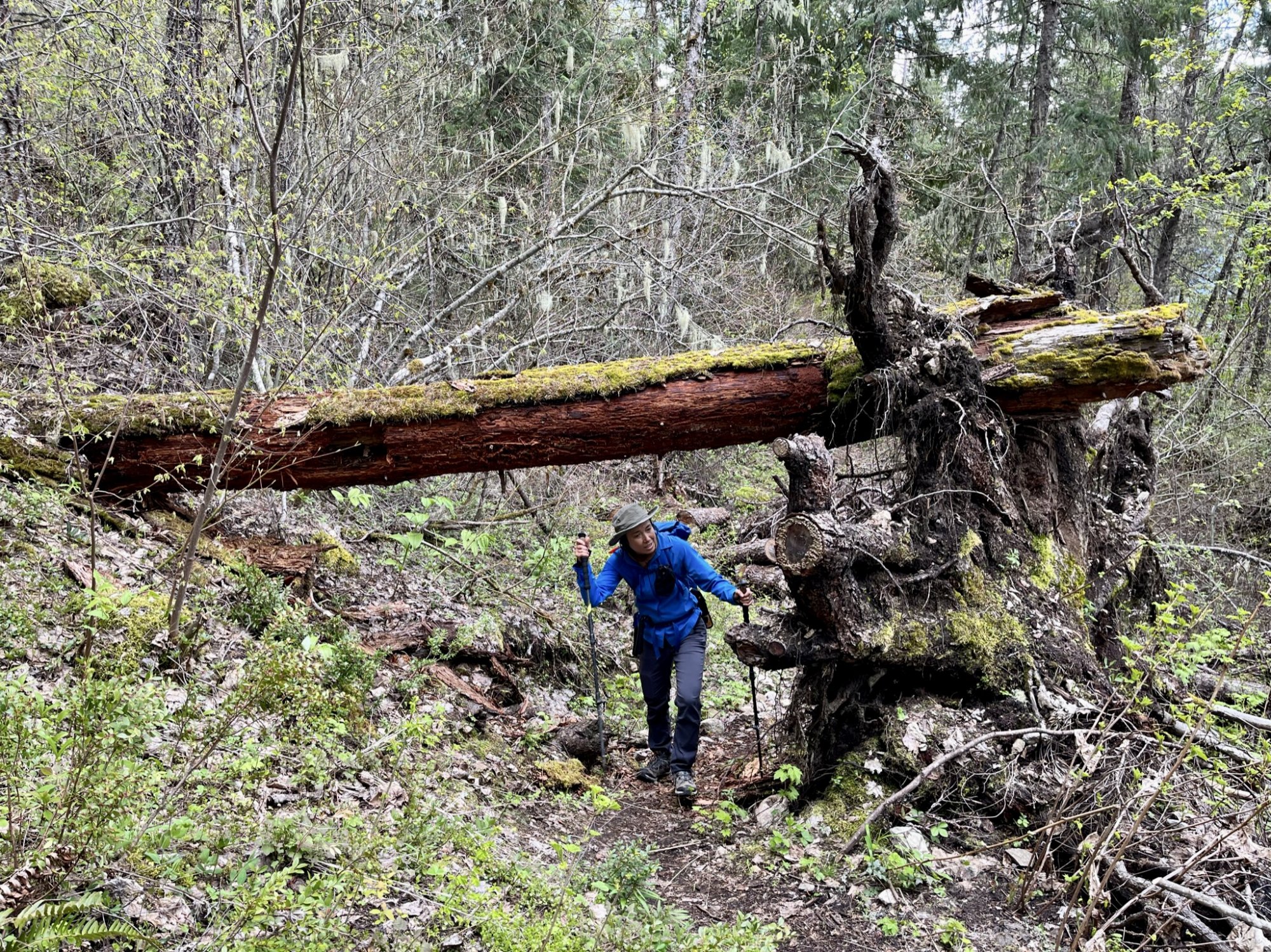 Tikwalus Heritage Trail creek fallen tree