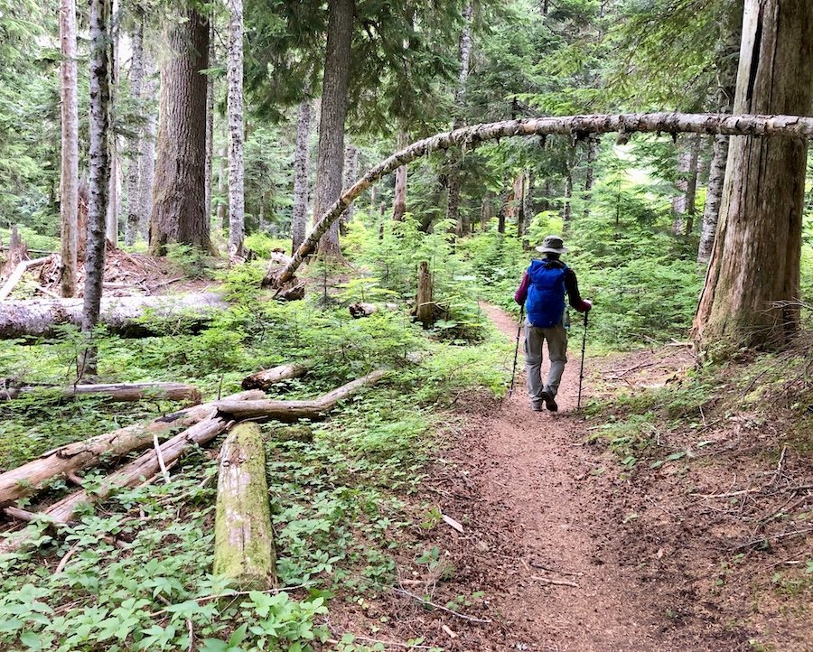 Mount Hood Timberline Trail Near Timberline Lodge Hiking Through Forest