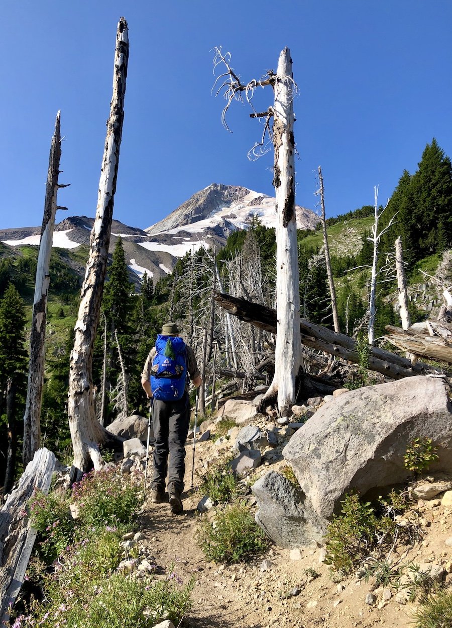 Mount Hood Timberline Trail - More Dead Trees