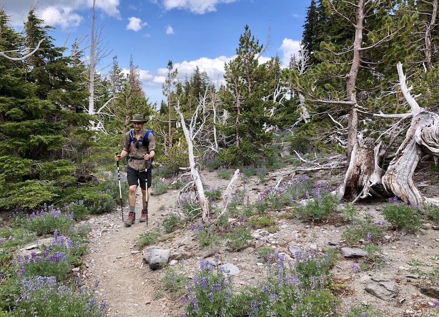 Mount Hood Timberline Trail - Hiking through Twisted Trees toward Newton Creek on the East Side