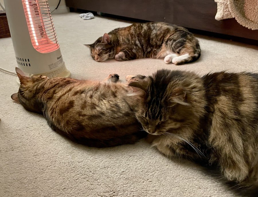 Cats surrounding a personal heater.