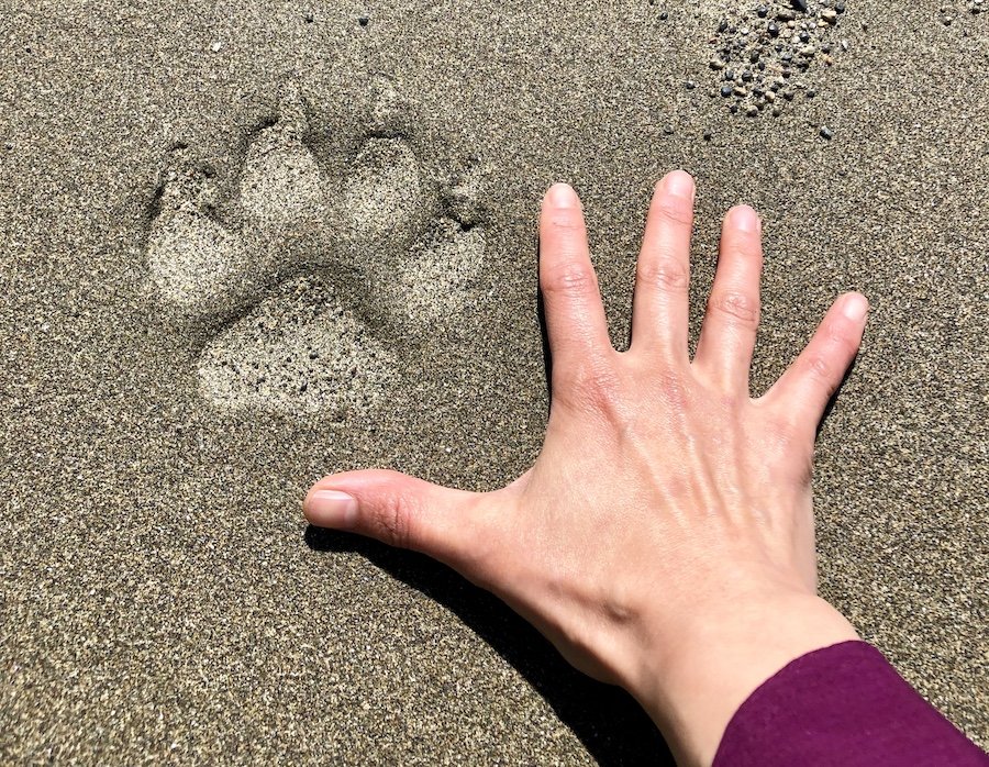 Cougar tracks on the beach on the West Coast Trail