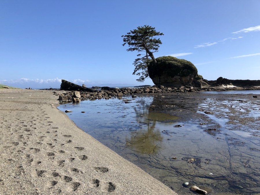 Bonsai-like Rock/Tree Formation on the West Coast Trail