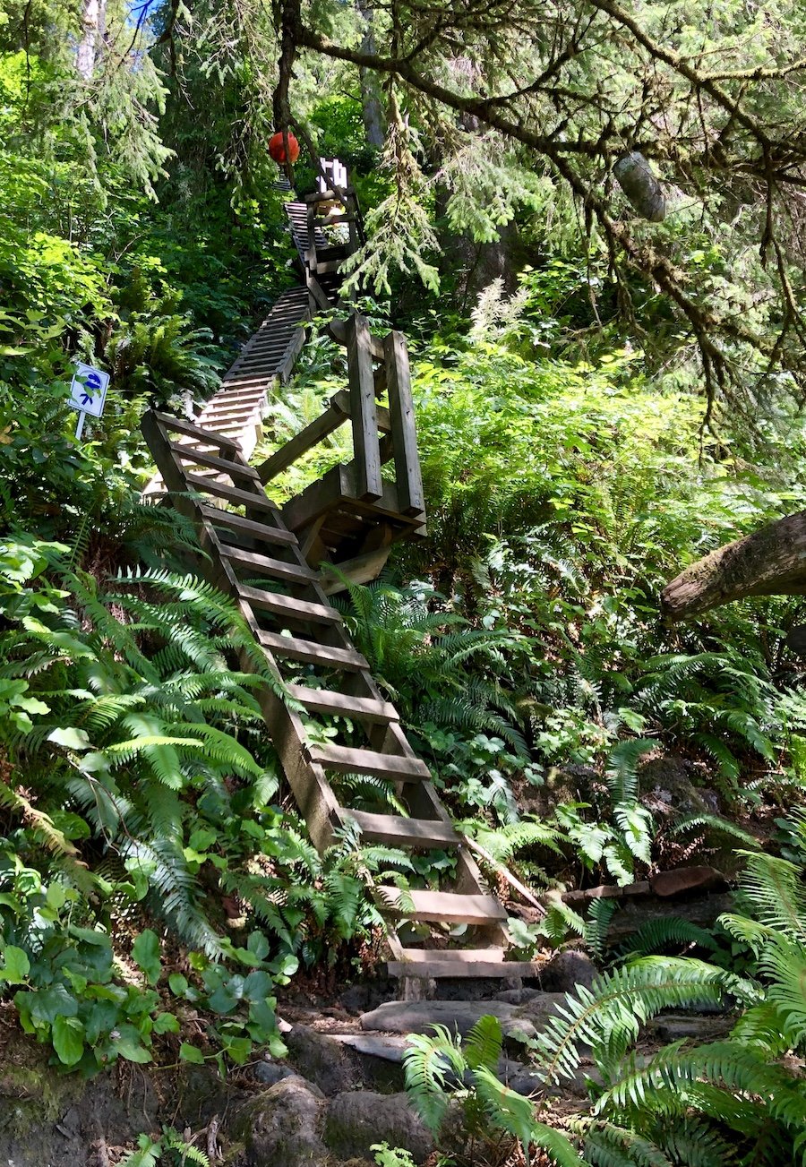 The ladders leading back to the main inland trail from Thrasher Cove, West Coast Trail