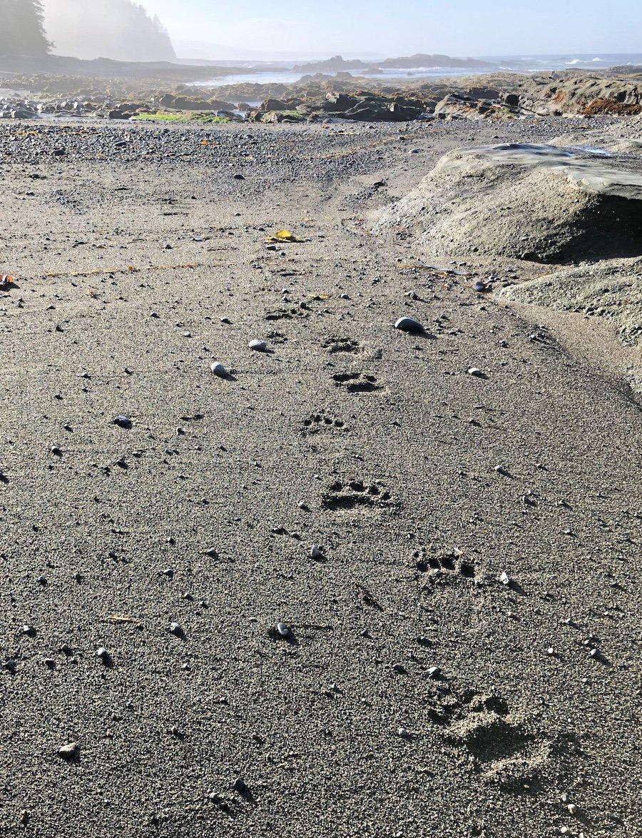 Bear tracks on the West Coast Trail
