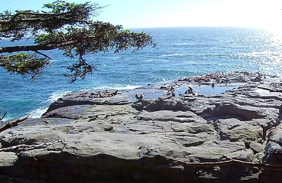 Sea Lion Haul Out Rock on the West Coast Trail