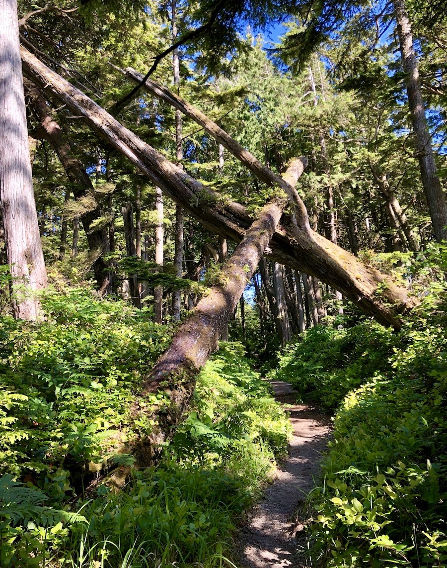 Two Trees Growing into Each Other the West Coast Trail
