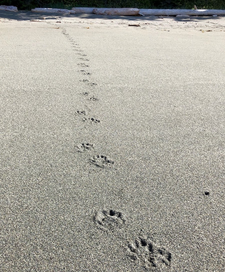 Wolf tracks on the West Coast Trail