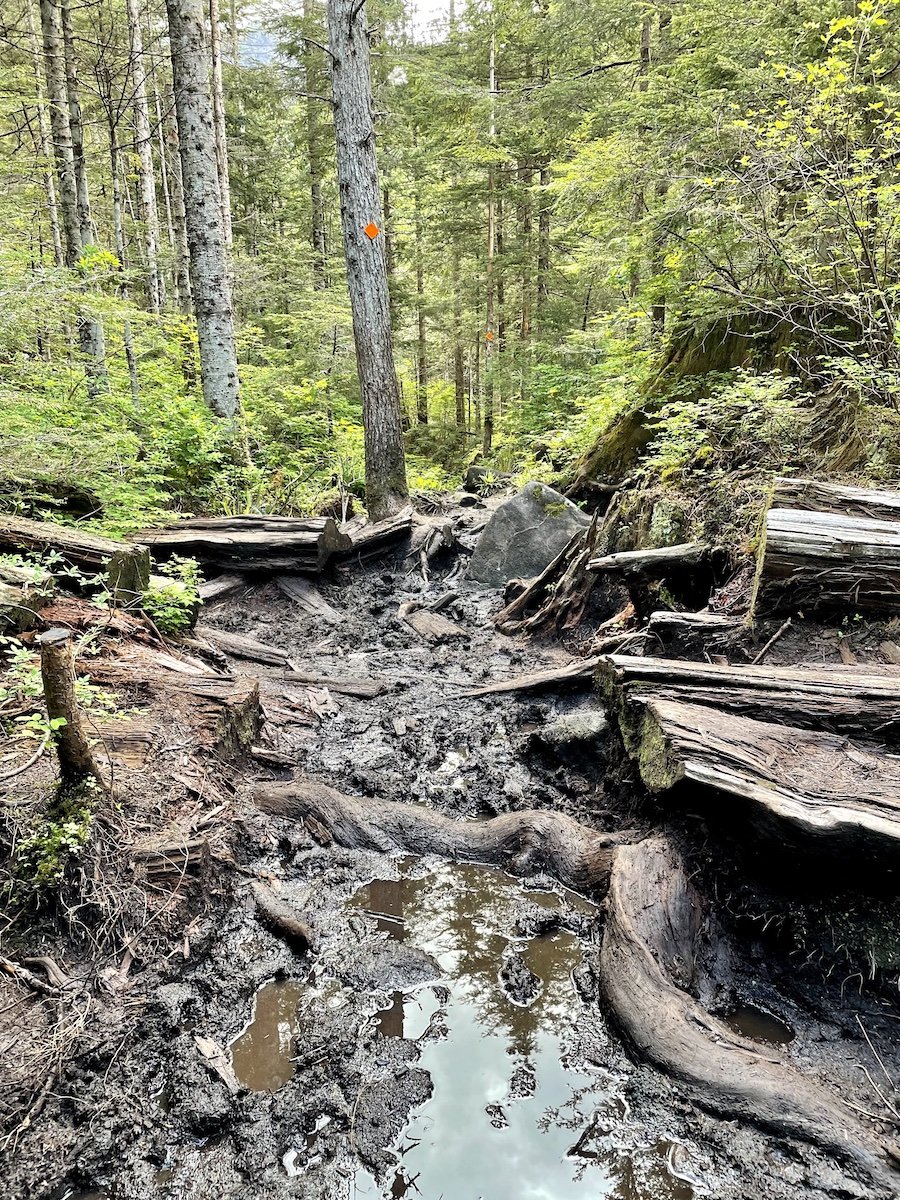 Muddy Section on on the trail to Alder Flats, Golden Ears Provincial Park