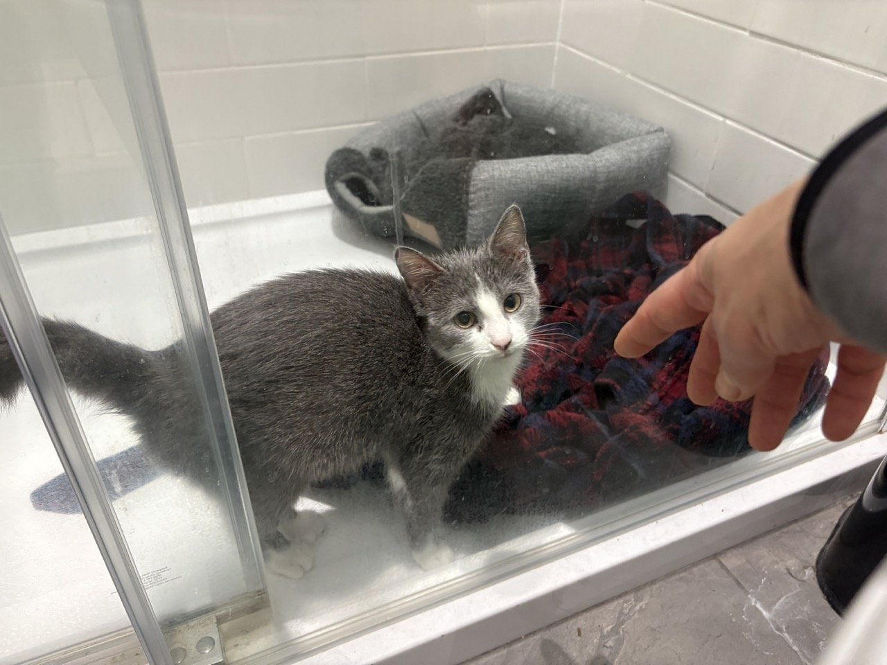 Confining Cat in Shower Stall During Decontamination