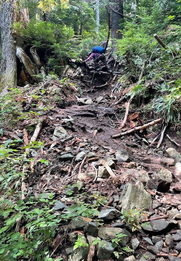 Climbing up a root system on Golden Ears Trail