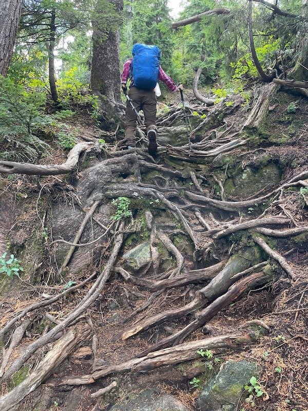 Hiking up a root system on Golden Ears Trail