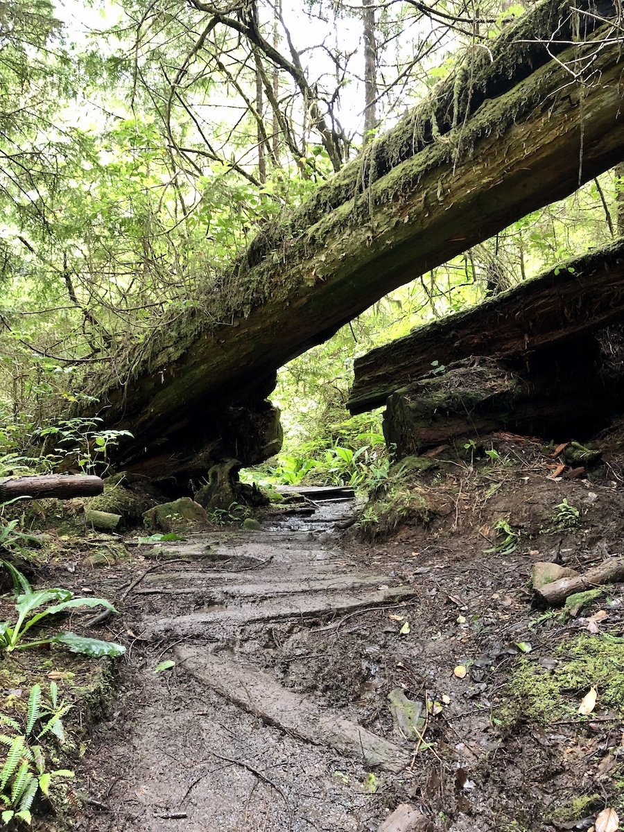 Cape Scott Trail working around the surrounding nature at Cape Scott Provincial Park