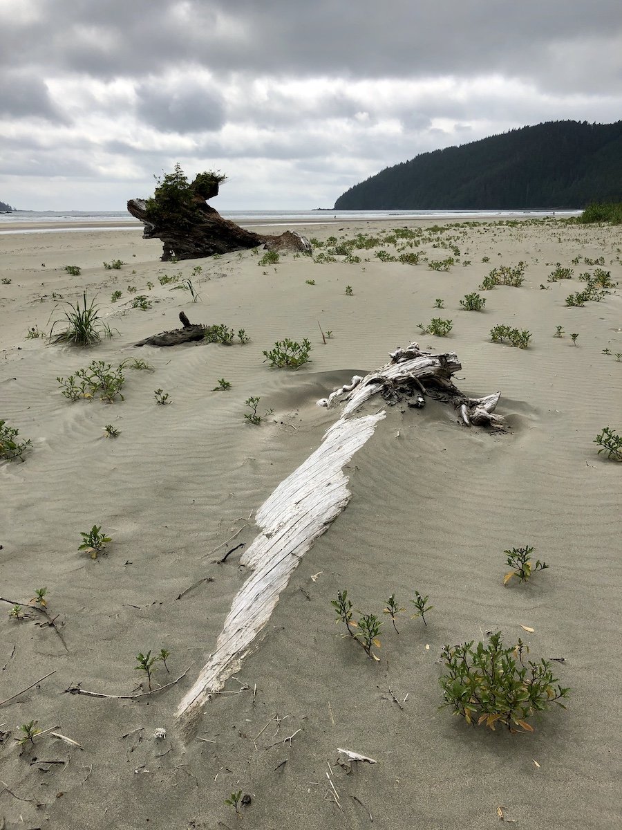 San Josef Bay, Beach View, Cape Scott Provincial Park