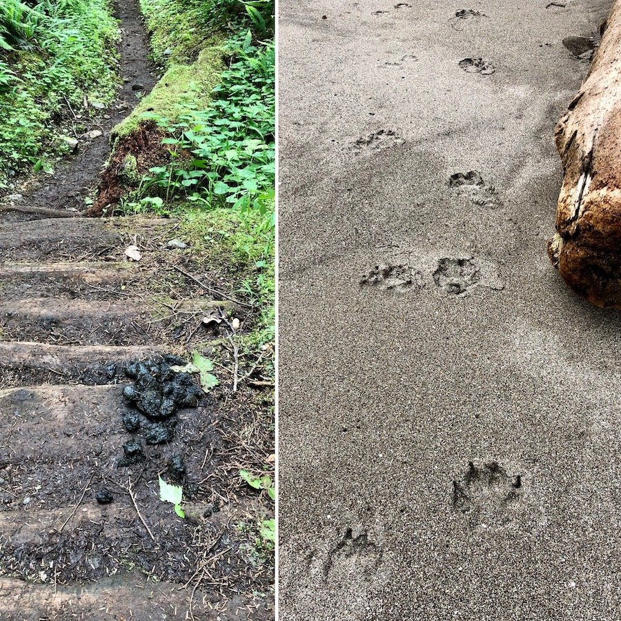 Wolf droppings and tracks on Cape Scott Trail, Cape Scott Provincial Park