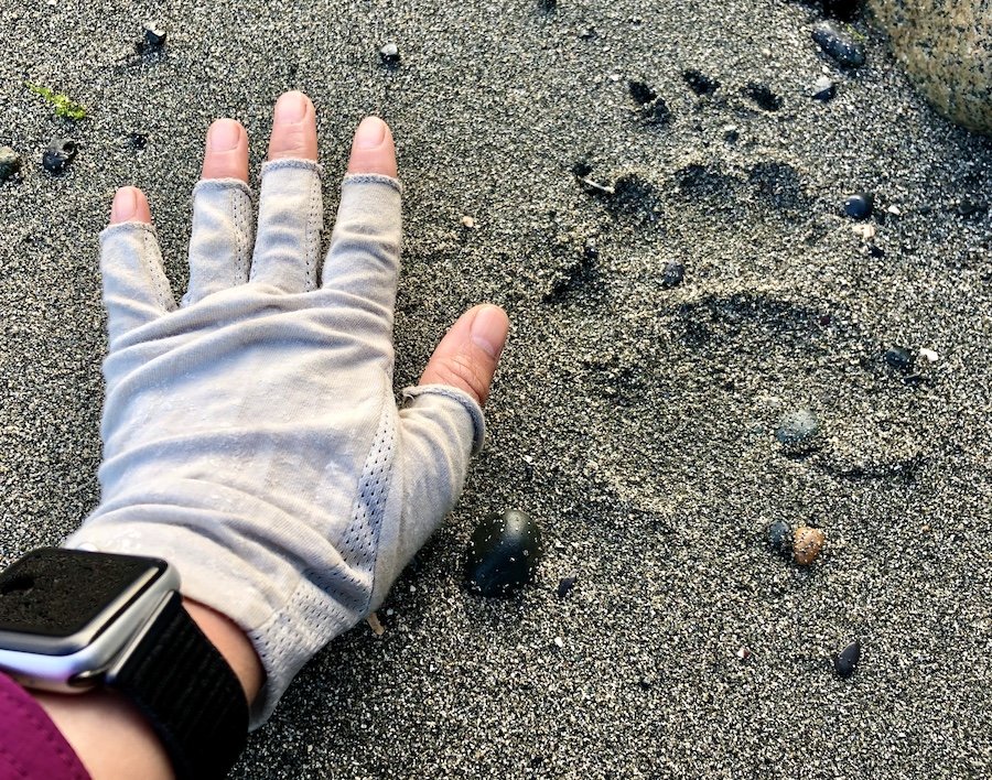 Black bear tracks on the coastal trail, Laura's Creek to Shuttleworth Bight, North Coast Trail