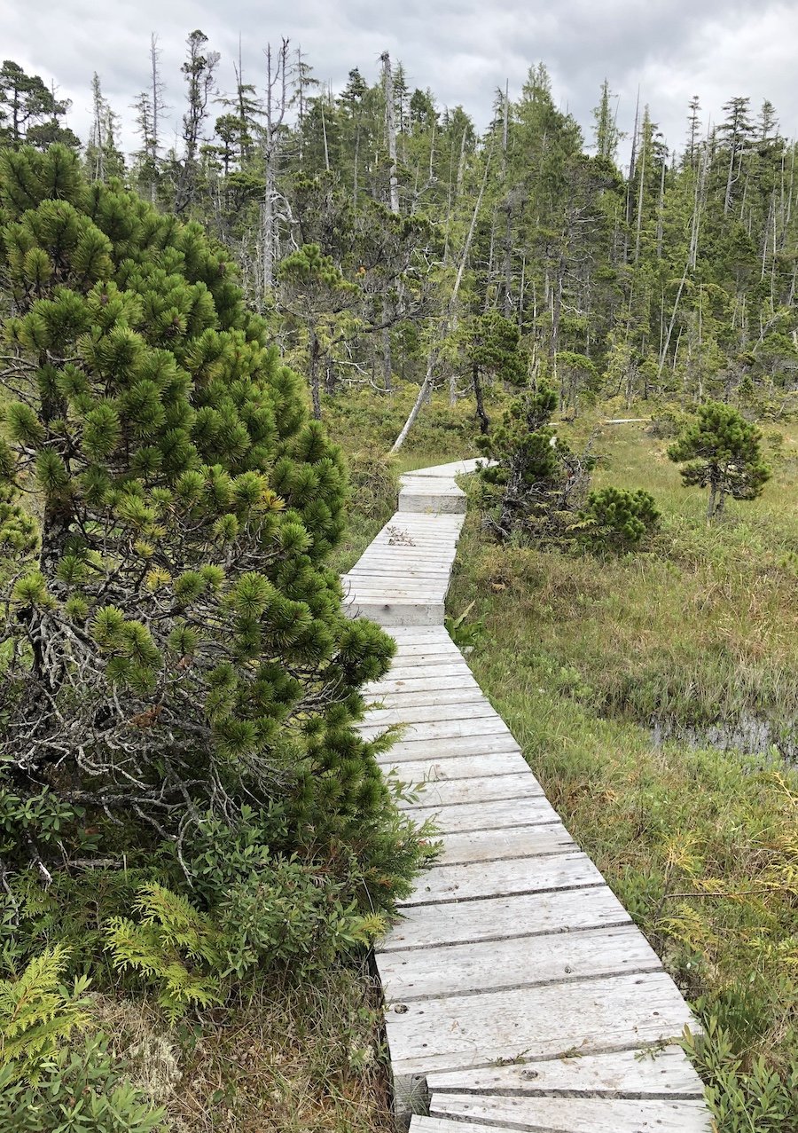 Boardwalk respite from the mud, Skinner Creek to Shushartie Bay, North Coast Trail