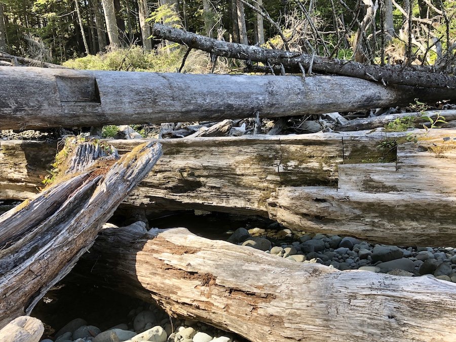 Crossing tree trunks to get to the forest trail from Skinner Creek to Shushartie, North Coast Trail