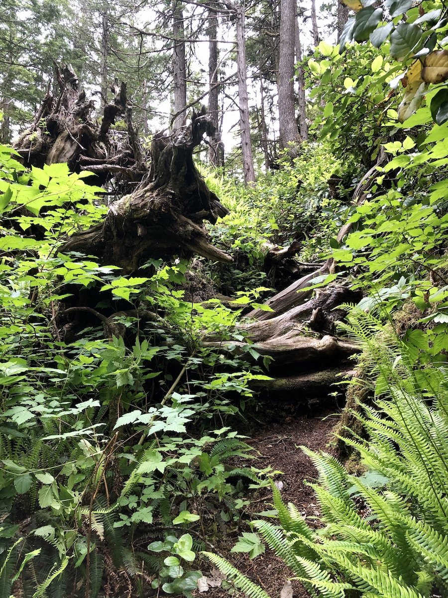 Overgrown section of trail from Nissen Bight to Laura Creek, North Coast Trail