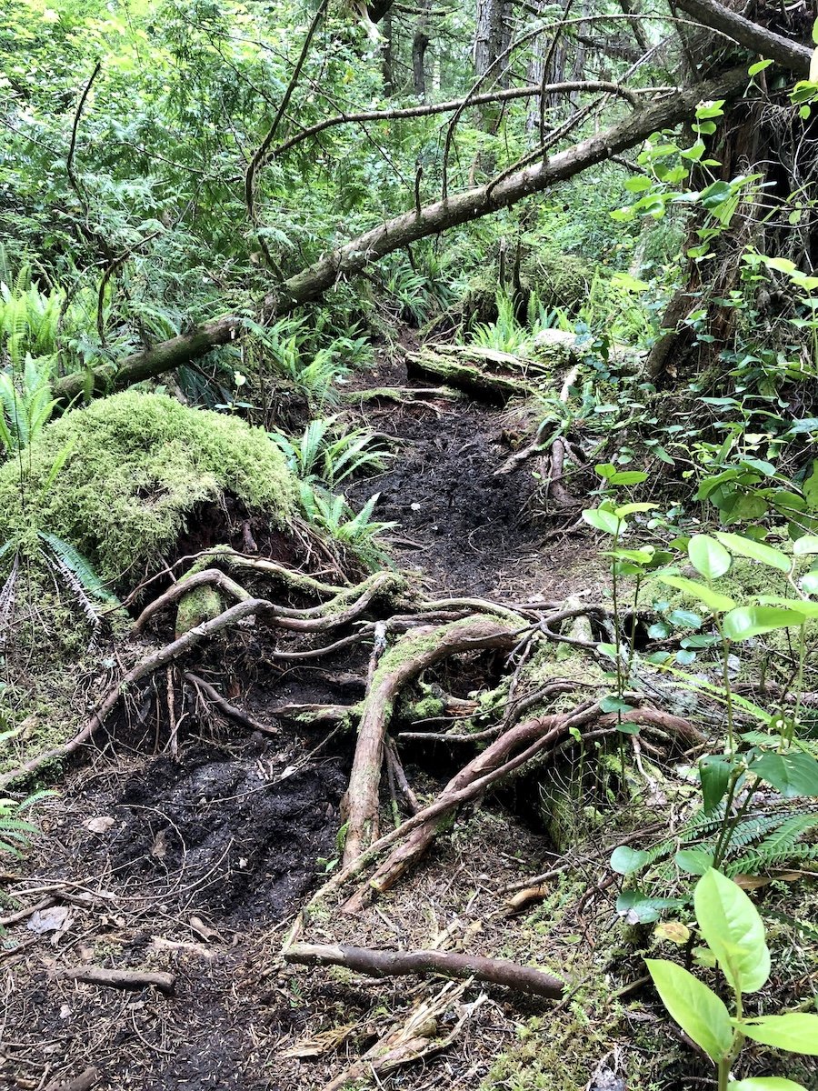 Muddy section of trail from Nissen Bight to Laura Creek, North Coast Trail