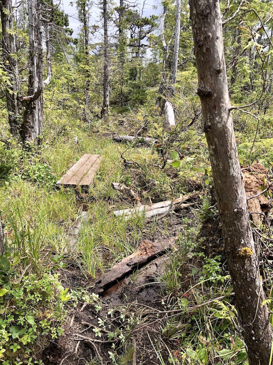 Downed tree on the trail from Nissen Bight to Laura Creek, North Coast Trail