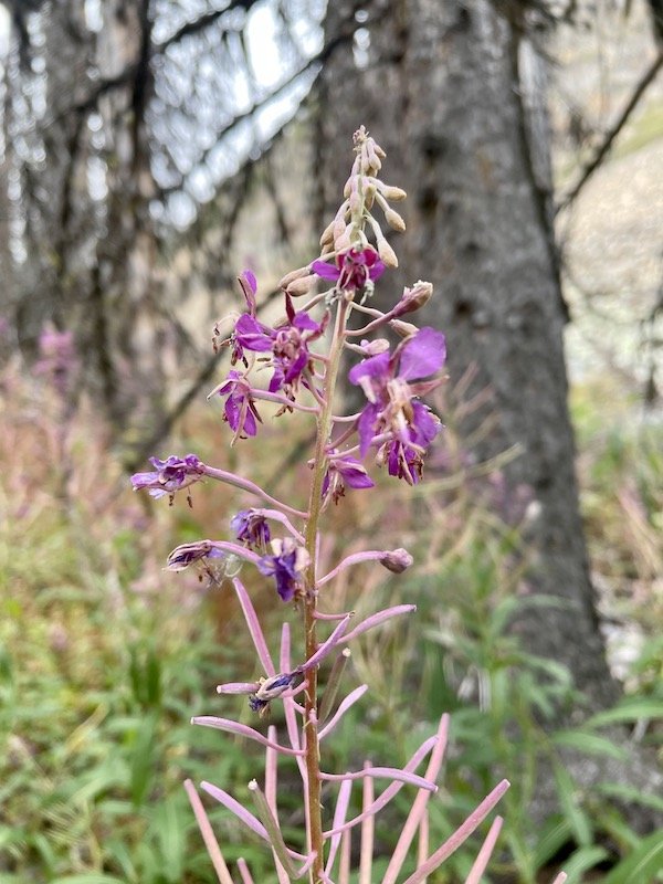Fireweed blooms on Diamond Trail, Cathedral Provincial Park