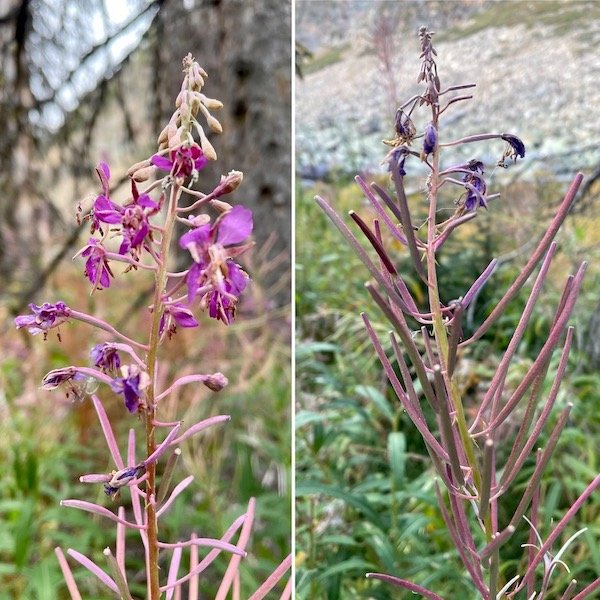 Fireweed no longer has blossoms, Cathedral Provincial Park