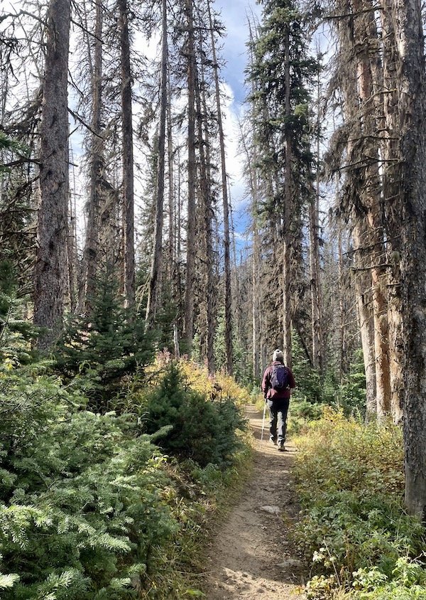 Hiking through pine beetle devastated trees at Pyramid Lake, Cathedral Provincial Park