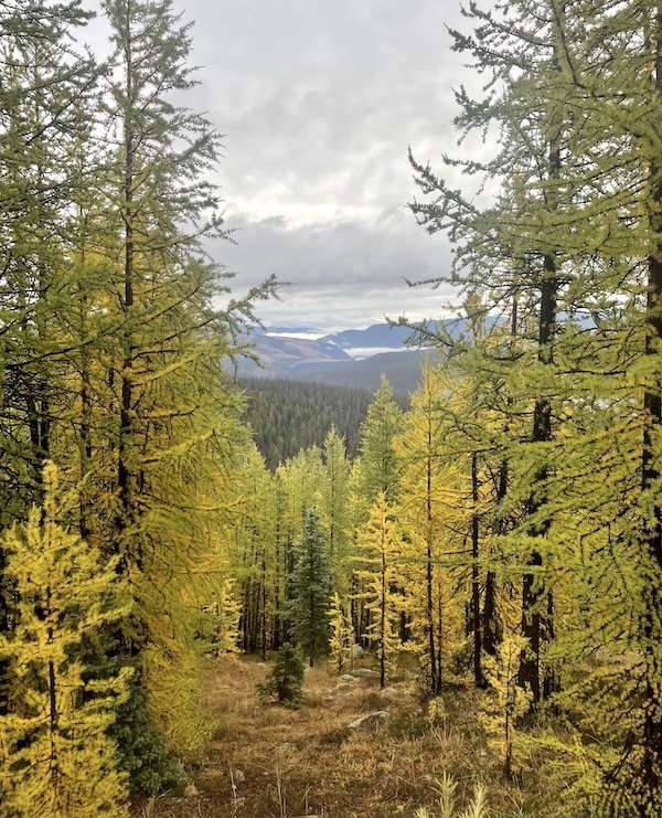 Vista surrounded by yellow pines on Centennial Trail, Cathedral Provincial Park