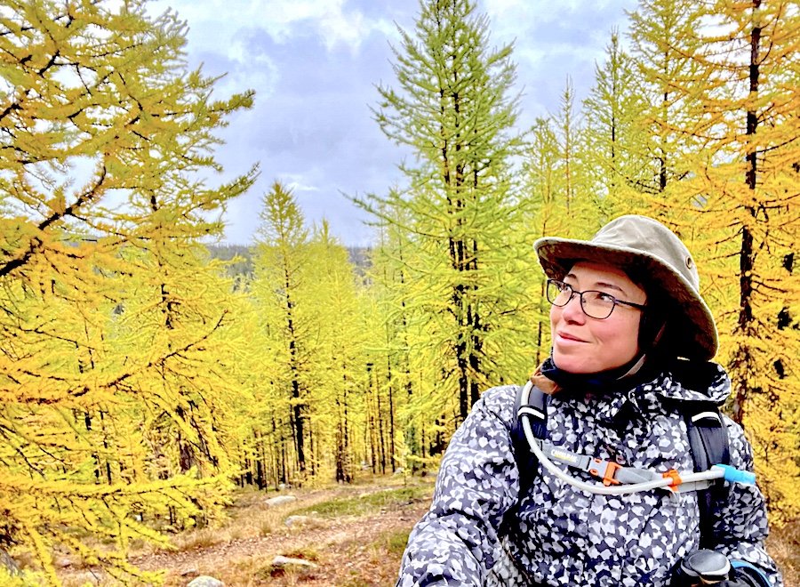 Surrounded by yellow pines on Centennial Trail, Cathedral Provincial Park